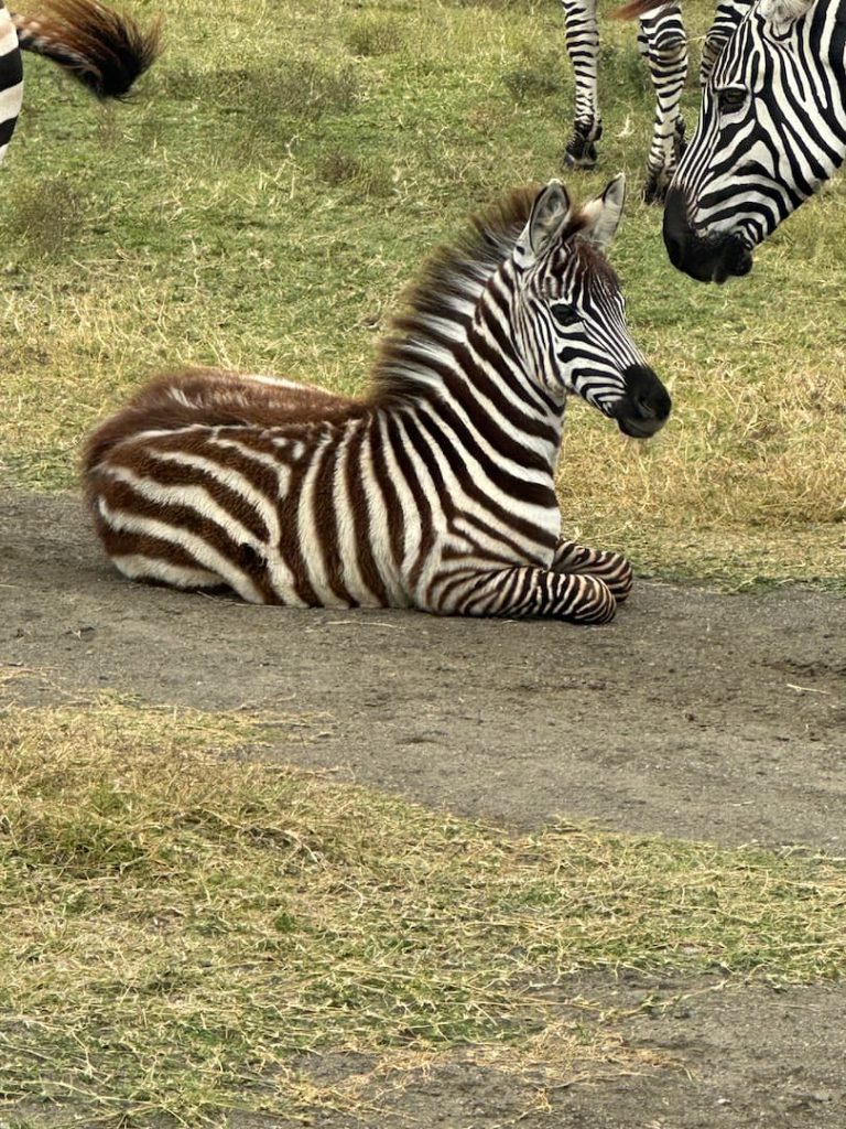Bébé zèbre couché au milieu d'un chemin sur l'ile de Crescent Island, au Lac Naivasha, au Kenya