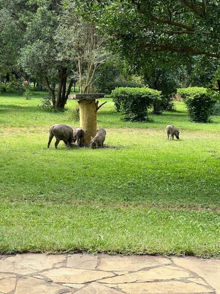 Phacochères dans le jardin du restaurant du Flamingo Hill Tented Camp, Parc National du Lac Nakuru, Kenya