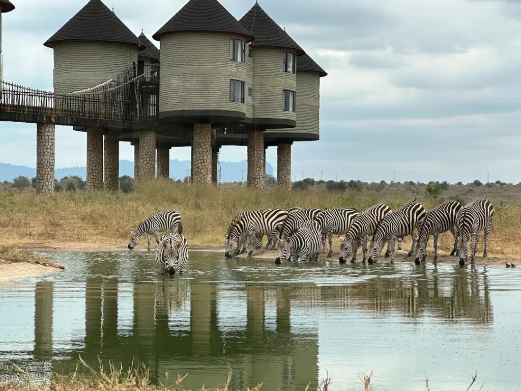 Chambre sur pilotis et zèbres s'abreuvant au point d'eau, vus depuis le tunnel d'observation, au Salt Lick Safari Lodge, dans la réserve de Taita Hills, Kenya