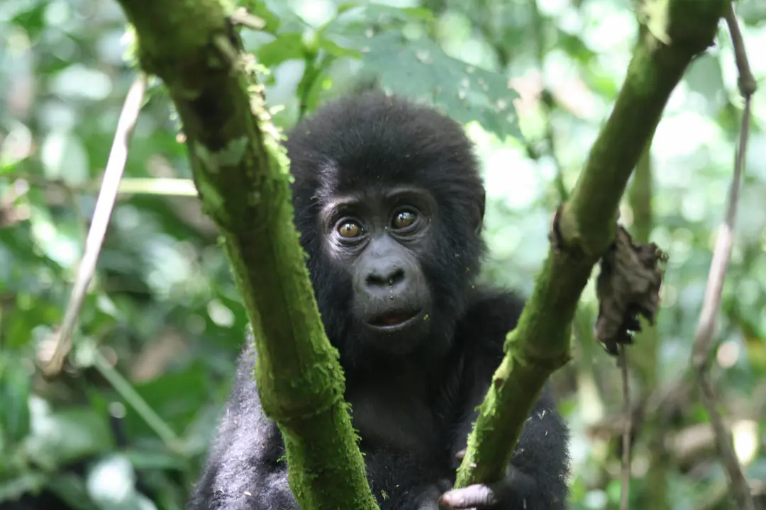 bébé gorille dans la fôret de Bwindi en Ouganda