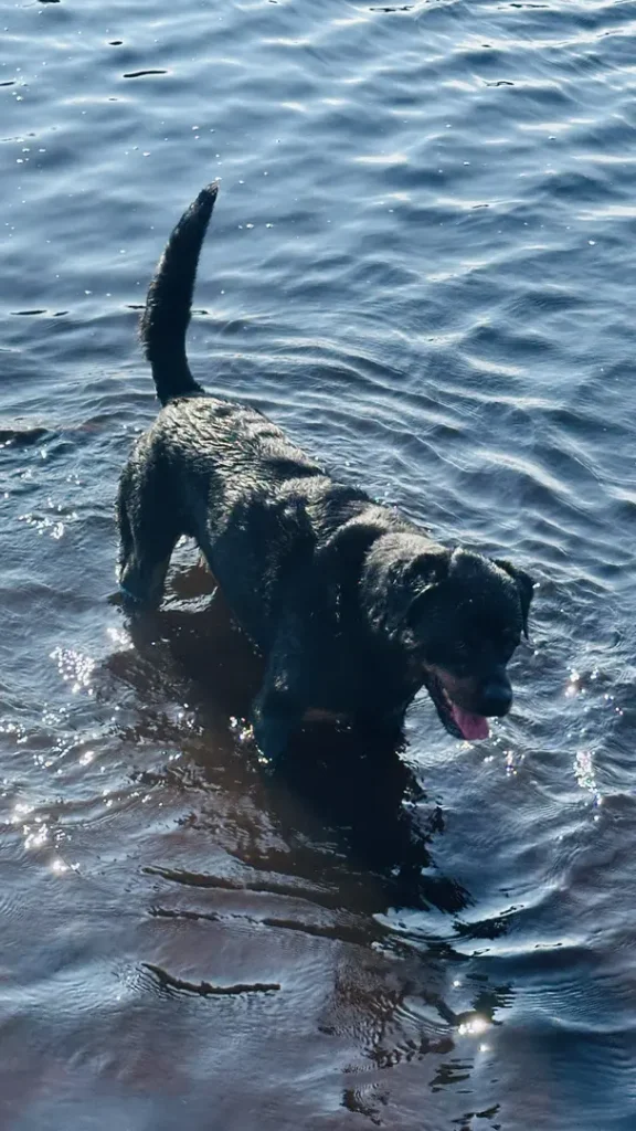 Chien jouant dans l'eau d'un loch, en Ecosse, Royaume Uni