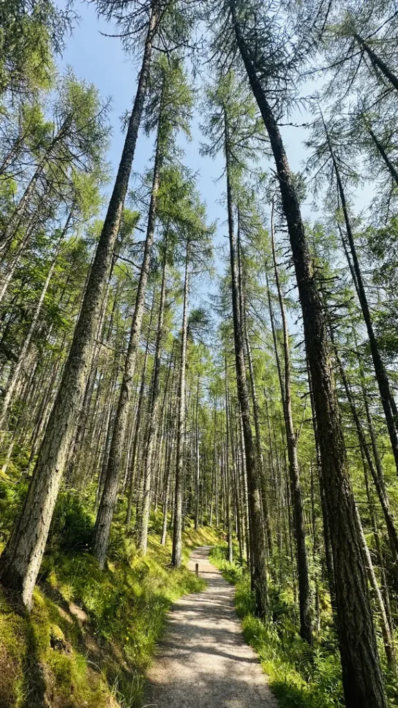 Forêt de la balade de Rogie falls, Ecosse, Royaume Uni