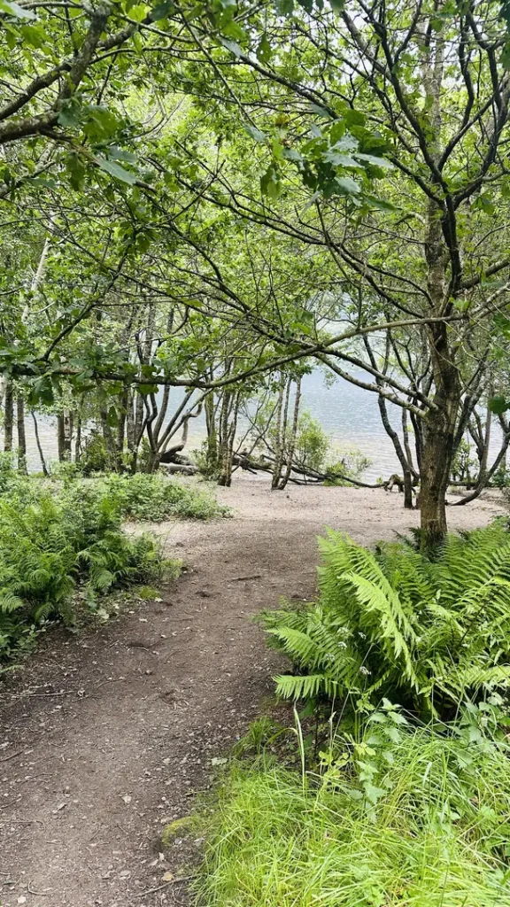 Vue du loch sous les arbres, parc national du Loch Lomond et des Trossachs, Ecosse, Royaume Uni