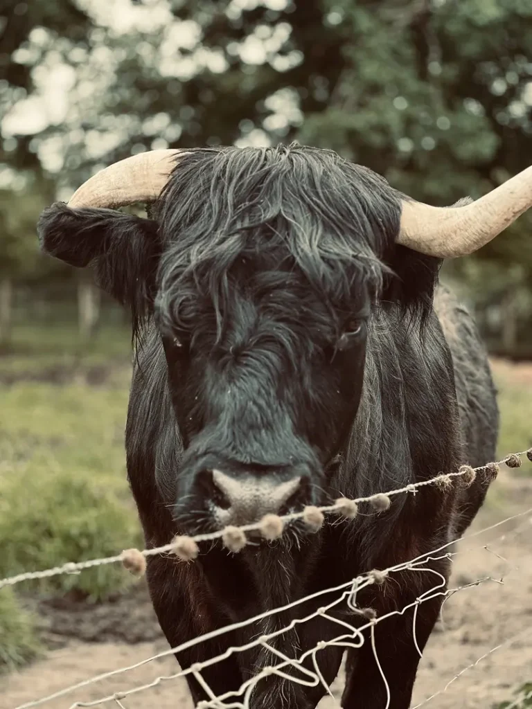 Highland Cow noire, Ecosse, Royaume Uni