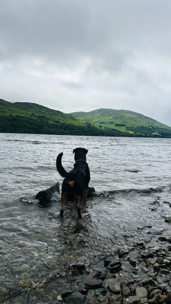 Chien les pattes dans l'eau au bord du Loch Lomond, Ecosse, Royaume Uni