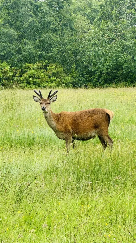 Cerf dans la vallée du Loch Etive dans les Highlands, Ecosse, Royaume Uni