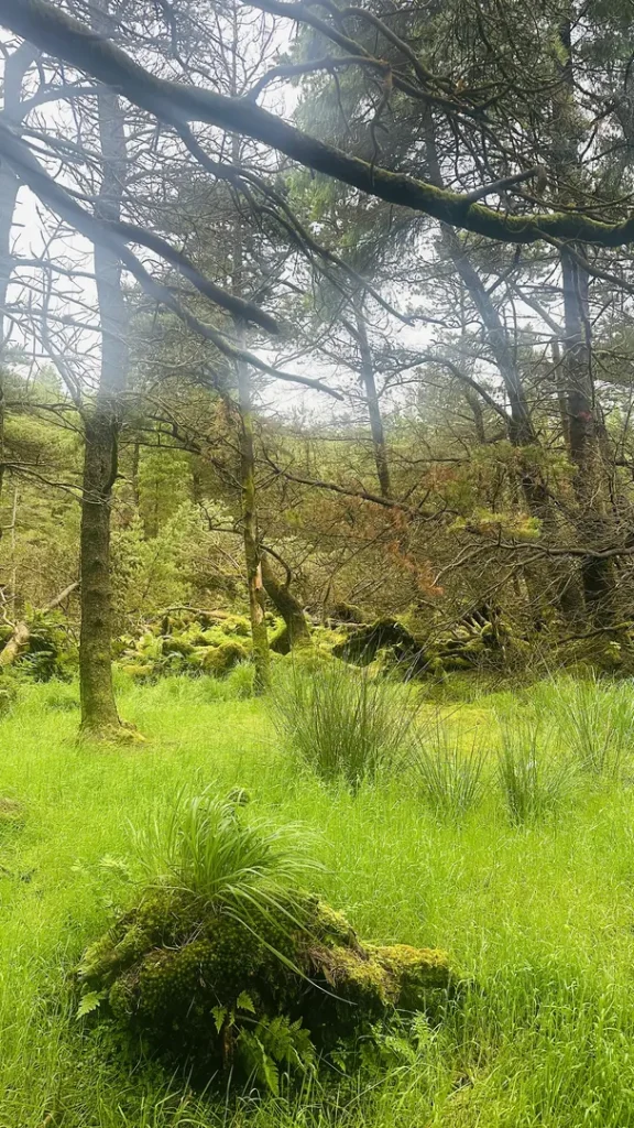 Forêt écossaises près des Fairy Pools sur l'ile de Skye, Ecosse, Royaume Uni