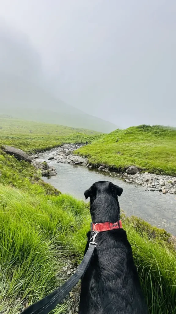 Chien devant une rivière dans les glen d'Ecosse, Royaume Uni