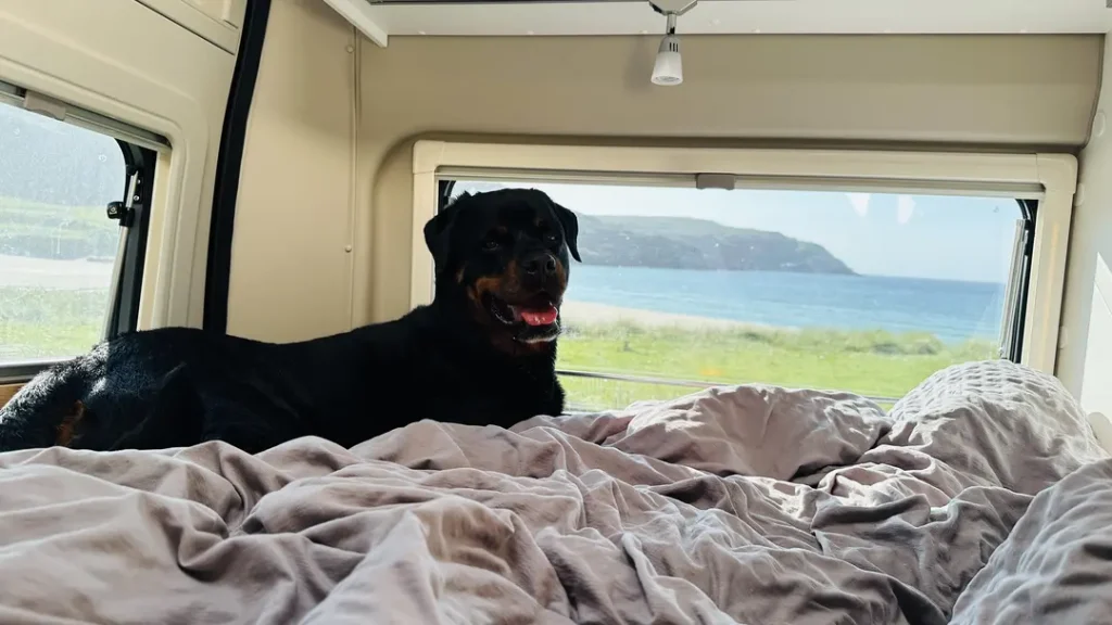 Portrait d'un chien sur le lit d'un van aménagé devant la fenêtre avec vue sur mer en Ecosse, Royaume Uni