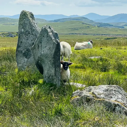 Mouton à demi caché par une standing stone, à Calanais, sur l'ile de Lewis dans les Hébrides extérieures, Ecosse, Royaume Uni